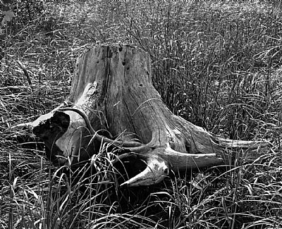 Stumped