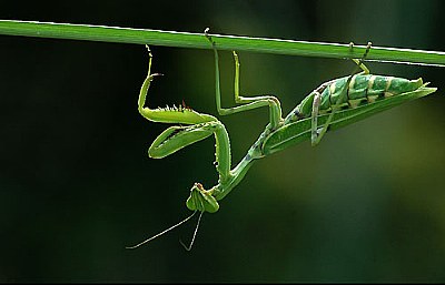 Mantis