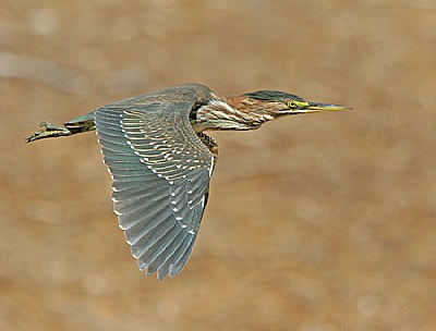 Juvenile Green Heron