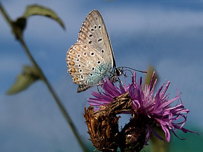 Lysandra bellargus