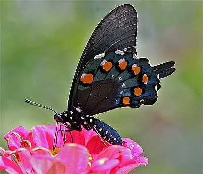 black swallowtail - pink zinnia
