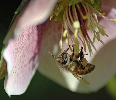 helleborus with bee