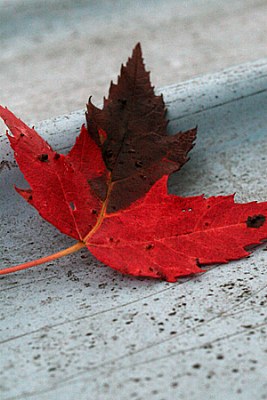 maple leaf on canoe