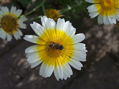 The Bee