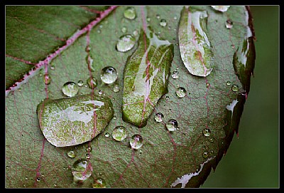 Leaf's drops