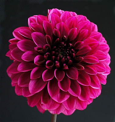 Dahlia