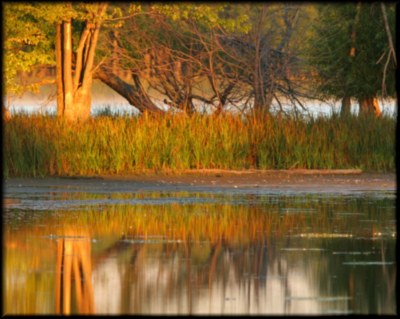 Morning Light