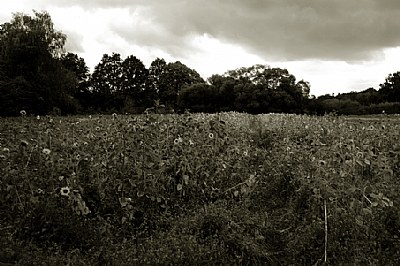 Sunflower field