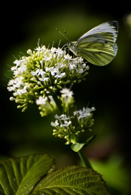 Green and White