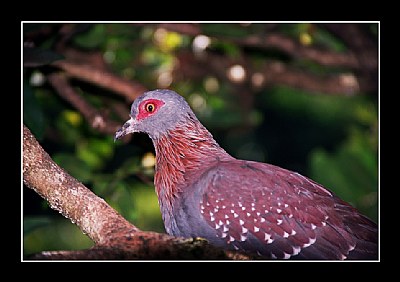 Speckled Rock Pigeon
