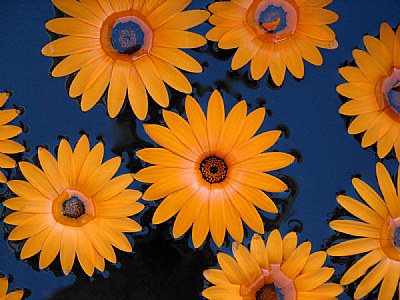 Namaqualand Daisies