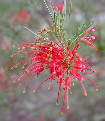 Grevillea Thelemanniana