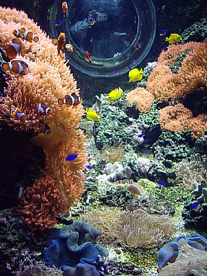 finding Nemo