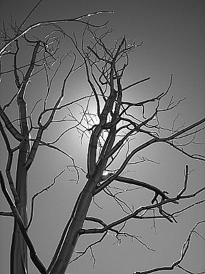 Metal Tree with Sun
