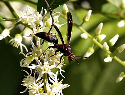 Wasp in June