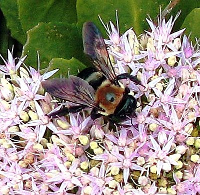 Bee blending in