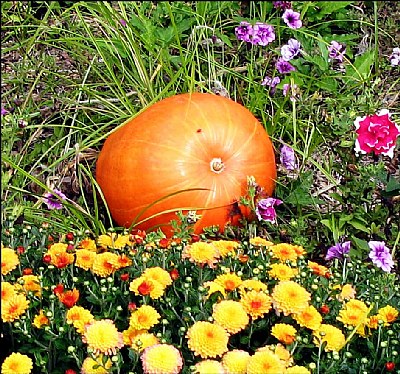 Pumpkin in with flowers