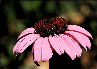 purple cone flower - echineacia