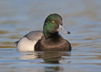 Greater Scaup