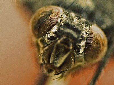 Eye of the dead fly