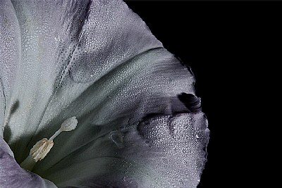 lilac morning glory