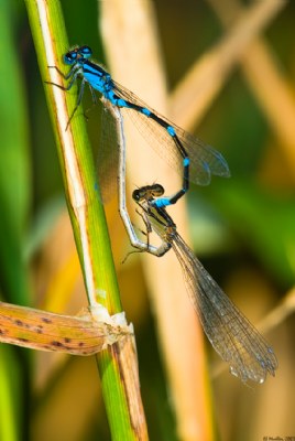 Damselflys Mating