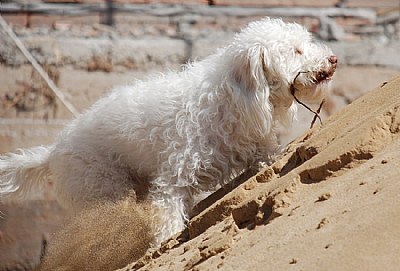 bangee on the sand hill