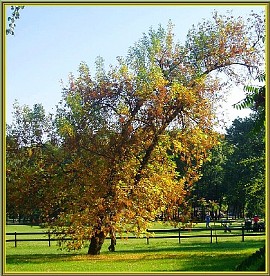 Golden face of autumn ...