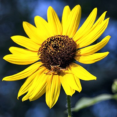 Sunflower Spider