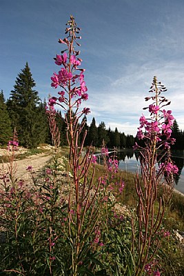 mountain flowers