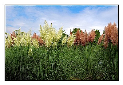 September colours in the grasses