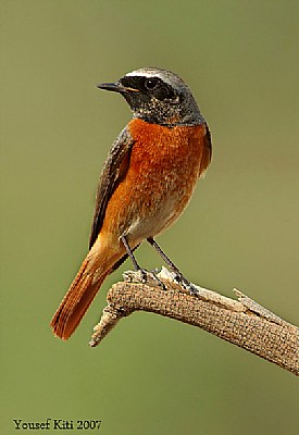 bird