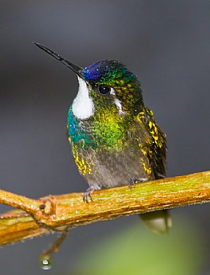 Male White-Throated Mountain Gem Hummingbird