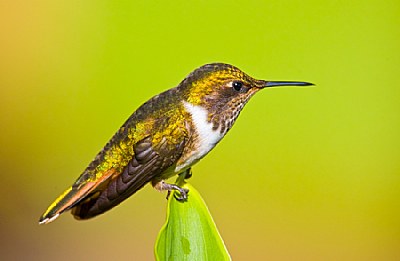 Female Scintillant Hummingbird