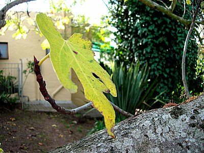 leaves