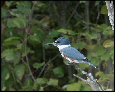 Belted Kingfisher