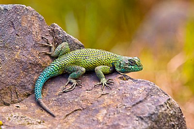 A Costa Rican Lizard