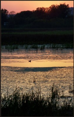 Pastel Twilight at the Marsh