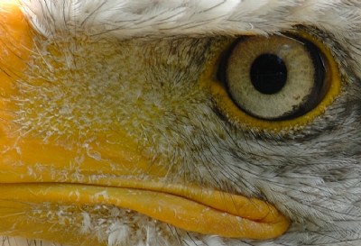 Eye of the eagle
