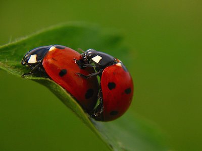 love ladybugs