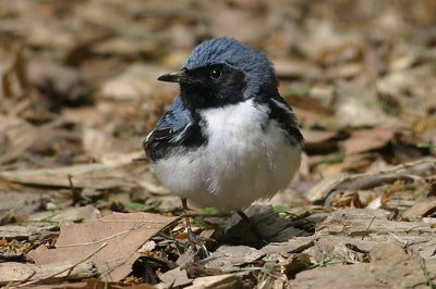 Black-Throated Blue Looking for Food