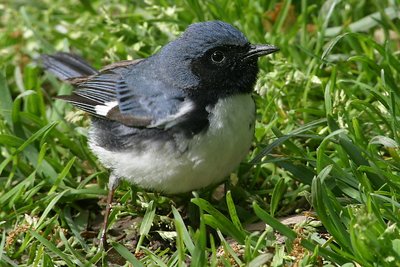 Handsome Black-Throated Blue