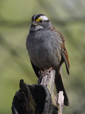 Handsome White-Throated Sparrow