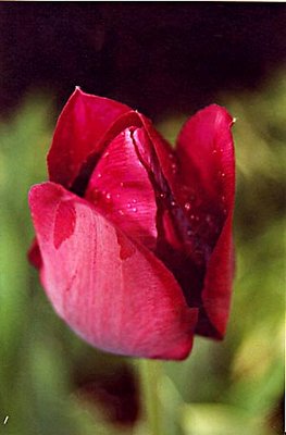 Tulip in Bloom