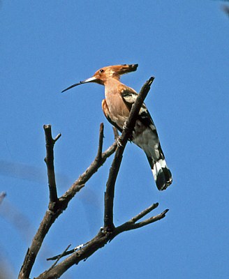 Hoopoe