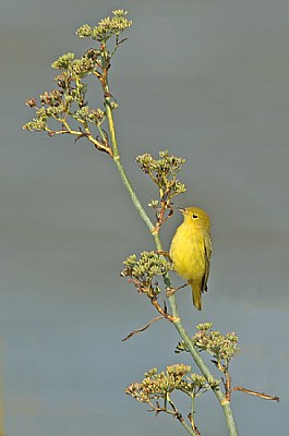 Yellow Warbler