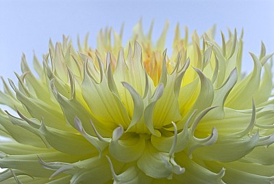 Cool Dahlia