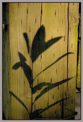 leaf and shadow on fence