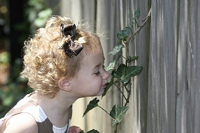 stlop to smell the ivy