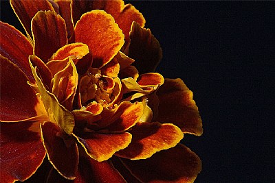 marigold